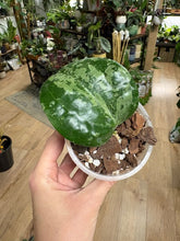 Kép betöltése a galériamegjelenítőbe: Hoya latifolia "Snow queen" - Saját szaporítás
