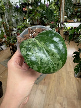 Kép betöltése a galériamegjelenítőbe: Hoya latifolia "Snow queen" - Saját szaporítás
