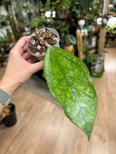 Kép betöltése a galériamegjelenítőbe: Hoya sp. Germany - Saját szaporítás
