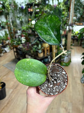 Kép betöltése a galériamegjelenítőbe: Hoya cv. "Joy" - Saját szaporítás
