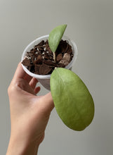 Kép betöltése a galériamegjelenítőbe: Hoya erythrostemma silver - Saját szaporítás
