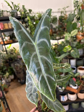 Kép betöltése a galériamegjelenítőbe: Alocasia longiloba "Silver" 14cm
