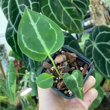 Kép betöltése a galériamegjelenítőbe: Anthurium crystallinum - AJÁNDÉK 15.000Ft felett - Tropical Home 
