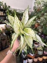 Kép betöltése a galériamegjelenítőbe: Aglaonema "White kiwi" 12cm - Rákvirág - Chinese Evergreen
