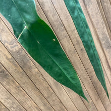 Kép betöltése a galériamegjelenítőbe: Anthurium wendlingeri 4. - Tropical Home 
