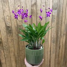 Kép betöltése a galériamegjelenítőbe: Dendrobium "Berry oda" - Tropical Home 
