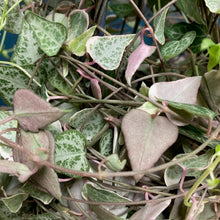 Kép betöltése a galériamegjelenítőbe: Ceropegia linearis "Merel" - Ámpolna gyertyavirág - Variegated string of hearts - Tropical Home 
