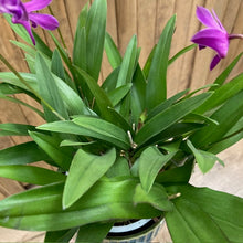 Kép betöltése a galériamegjelenítőbe: Dendrobium "Berry oda" - Tropical Home 
