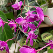 Kép betöltése a galériamegjelenítőbe: Dendrobium "Berry oda" - Tropical Home 
