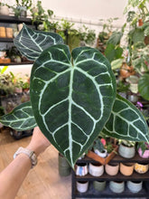 Kép betöltése a galériamegjelenítőbe: Anthurium crystallinum 12cm
