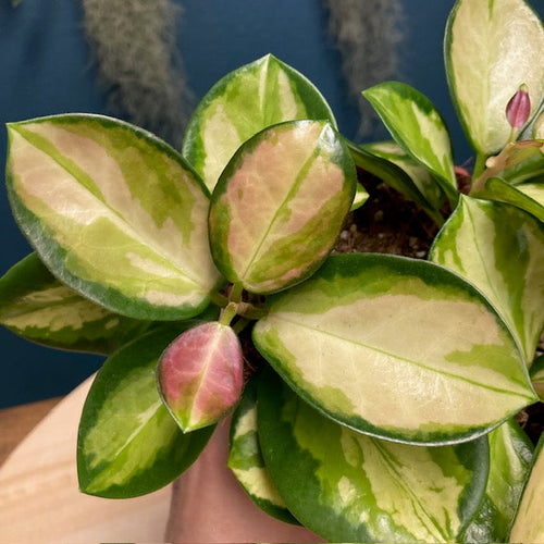 Hoya australis 