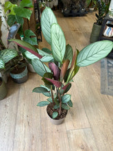 Kép betöltése a galériamegjelenítőbe: Ctenanthe setosa "Grey star" 17cm
