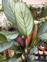 Kép betöltése a galériamegjelenítőbe: Ctenanthe setosa "Grey star" 17cm
