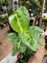 Kép betöltése a galériamegjelenítőbe: Aglaonema "Lemon mint" - Rákvirág - Chinese Evergreen
