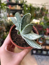 Kép betöltése a galériamegjelenítőbe: Gasteria Cv. Sakura Fuji White Variegata
