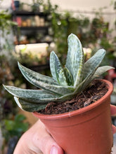 Kép betöltése a galériamegjelenítőbe: Gasteria Cv. Sakura Fuji White Variegata
