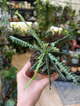 Kép betöltése a galériamegjelenítőbe: Biophytum Sensitivum silver - Little tree
