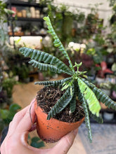 Kép betöltése a galériamegjelenítőbe: Biophytum Sensitivum silver - Little tree

