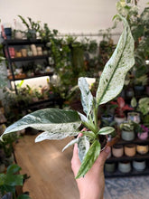 Kép betöltése a galériamegjelenítőbe: Rhaphidophora puberula variegata
