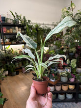 Kép betöltése a galériamegjelenítőbe: Rhaphidophora puberula variegata
