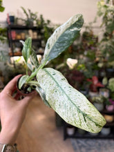 Kép betöltése a galériamegjelenítőbe: Rhaphidophora puberula variegata
