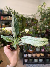 Kép betöltése a galériamegjelenítőbe: Rhaphidophora puberula variegata
