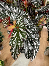 Kép betöltése a galériamegjelenítőbe: Begonia maculata "Spotlight dark"
