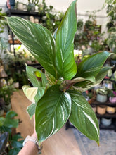 Kép betöltése a galériamegjelenítőbe: Calathea "Princess Dalya" 8cm
