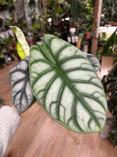Kép betöltése a galériamegjelenítőbe: Alocasia "Silver dragon" 11cm
