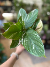 Kép betöltése a galériamegjelenítőbe: Calathea "Princess Dalya" 8cm
