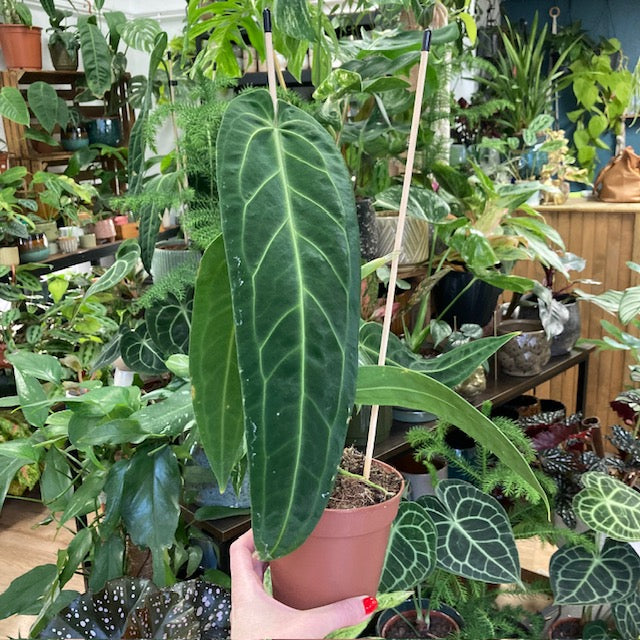 Anthurium warocqueanum