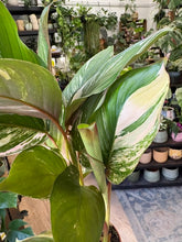 Kép betöltése a galériamegjelenítőbe: Calathea "Princess Dalya" 8cm
