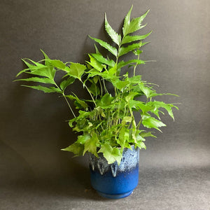 Cyrtomium falcatum - Sarlós babérpáfrány - Japanese Holly Fern - Tropical Home 