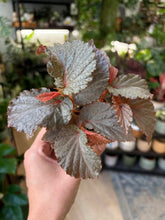 Kép betöltése a galériamegjelenítőbe: Begonia lamriana silver
