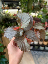 Kép betöltése a galériamegjelenítőbe: Begonia lamriana silver
