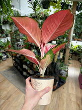 Kép betöltése a galériamegjelenítőbe: Aglaonema "Star orange"/"China red"- Rákvirág - Chinese Evergreen
