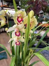 Kép betöltése a galériamegjelenítőbe: Cymbidium - Csónakorchidea 17cm, sárga

