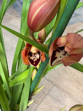 Kép betöltése a galériamegjelenítőbe: Cymbidium - Csónakorchidea 17cm, rozsdabarna

