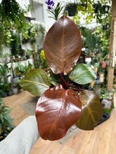 Kép betöltése a galériamegjelenítőbe: Philodendron "Cherry red"

