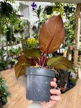 Kép betöltése a galériamegjelenítőbe: Philodendron "Cherry red"
