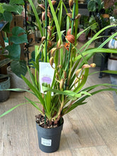 Kép betöltése a galériamegjelenítőbe: Cymbidium - Csónakorchidea 17cm, rozsdabarna
