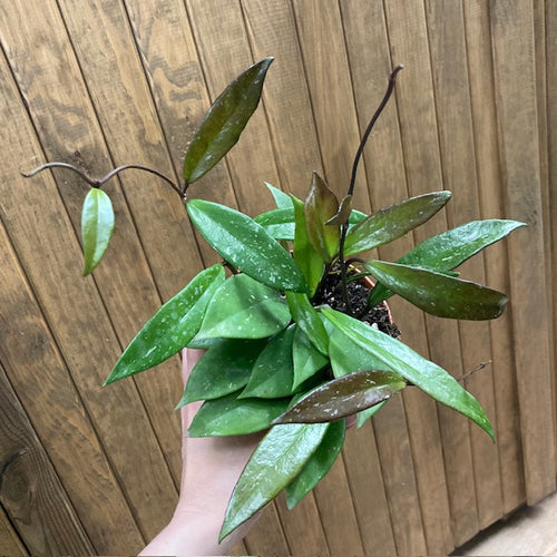 Hoya pubicalyx - Viaszvirág - Wax plant - Tropical Home 