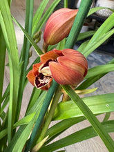 Kép betöltése a galériamegjelenítőbe: Cymbidium - Csónakorchidea 17cm, rozsdabarna
