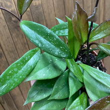 Kép betöltése a galériamegjelenítőbe: Hoya pubicalyx - Viaszvirág - Wax plant - Tropical Home 
