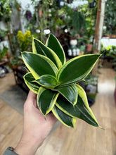 Kép betöltése a galériamegjelenítőbe: Sansevieria trif. Hahnii “Jade marginata” 9cm cserépátmérő - Anyósnyelv
