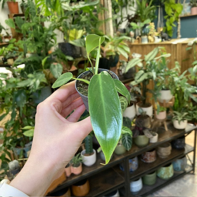 Philodendron spiritus-sancti