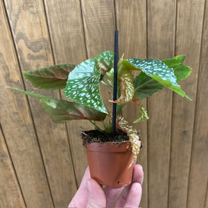 Begonia "Silver spot" - Tropical Home 
