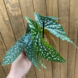 Begonia "Silver spot" - Tropical Home 