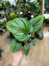Kép betöltése a galériamegjelenítőbe: Philodendron mamei
