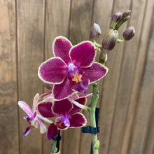Kép betöltése a galériamegjelenítőbe: Phalaenopsis mini &quot;Kyra&quot; - 2 virágszár - Tropical Home 
